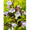Penstemon 'Goldfinger' | Penstemon digitalis