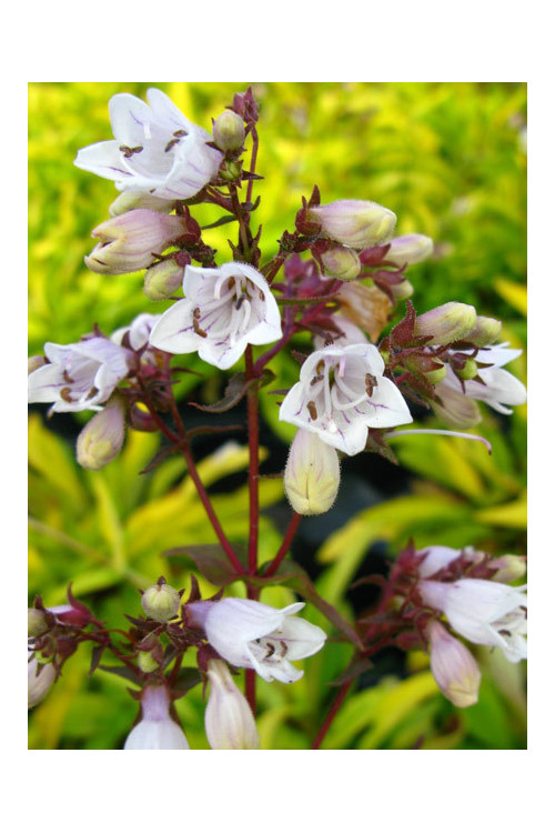 Penstemon 'Goldfinger' | Penstemon digitalis