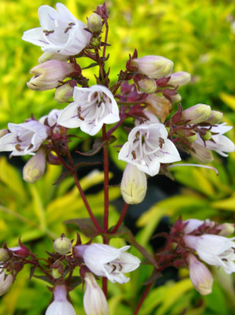 Penstemon 'Goldfinger' | Penstemon digitalis