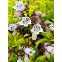 Penstemon 'Goldfinger' | Penstemon digitalis