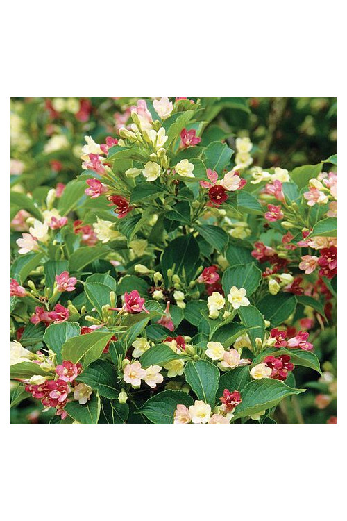 Krzewuszka cudowna 'Marjorie | Weigela florida