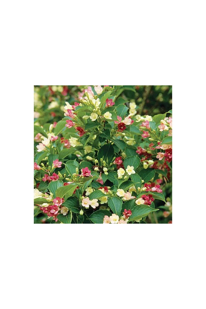 Krzewuszka cudowna 'Marjorie | Weigela florida