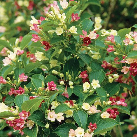 Krzewuszka cudowna 'Marjorie | Weigela florida