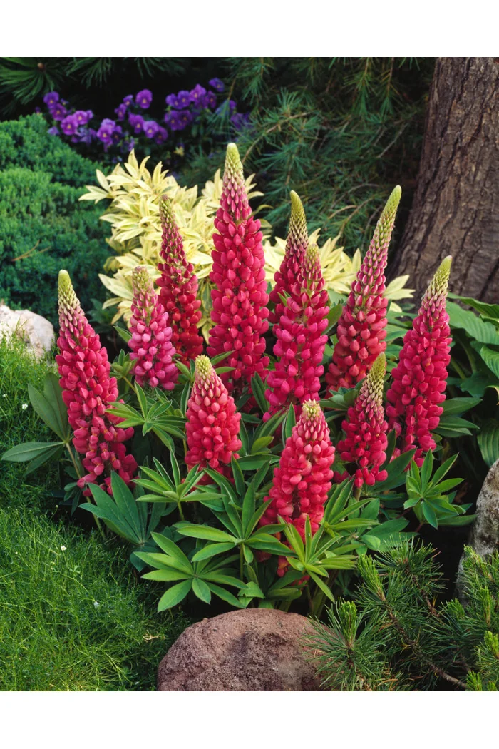 Łubin niski 'Gallery Rot' | Lupinus nanus russell