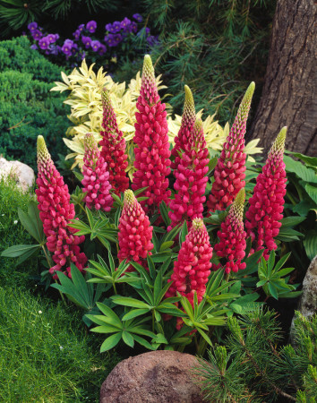 Łubin niski 'Gallery Rot' | Lupinus nanus russell