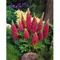 Łubin niski 'Gallery Rot' | Lupinus nanus russell