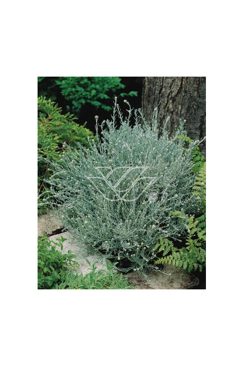 Curry - Helichrysum 'Tall Curry' | Helichrysum angustifolia