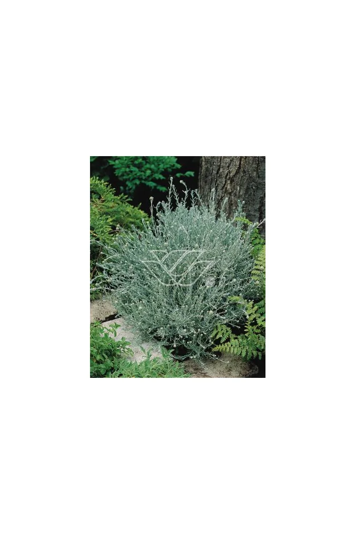 Curry - Helichrysum 'Tall Curry' | Helichrysum angustifolia