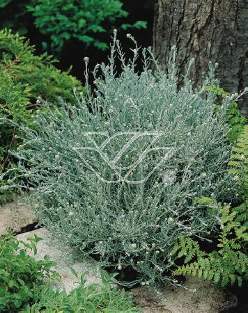 Curry - Helichrysum 'Tall Curry' | Helichrysum angustifolia