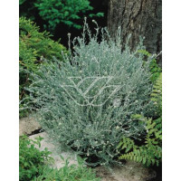 Curry - Helichrysum 'Tall Curry' | Helichrysum angustifolia