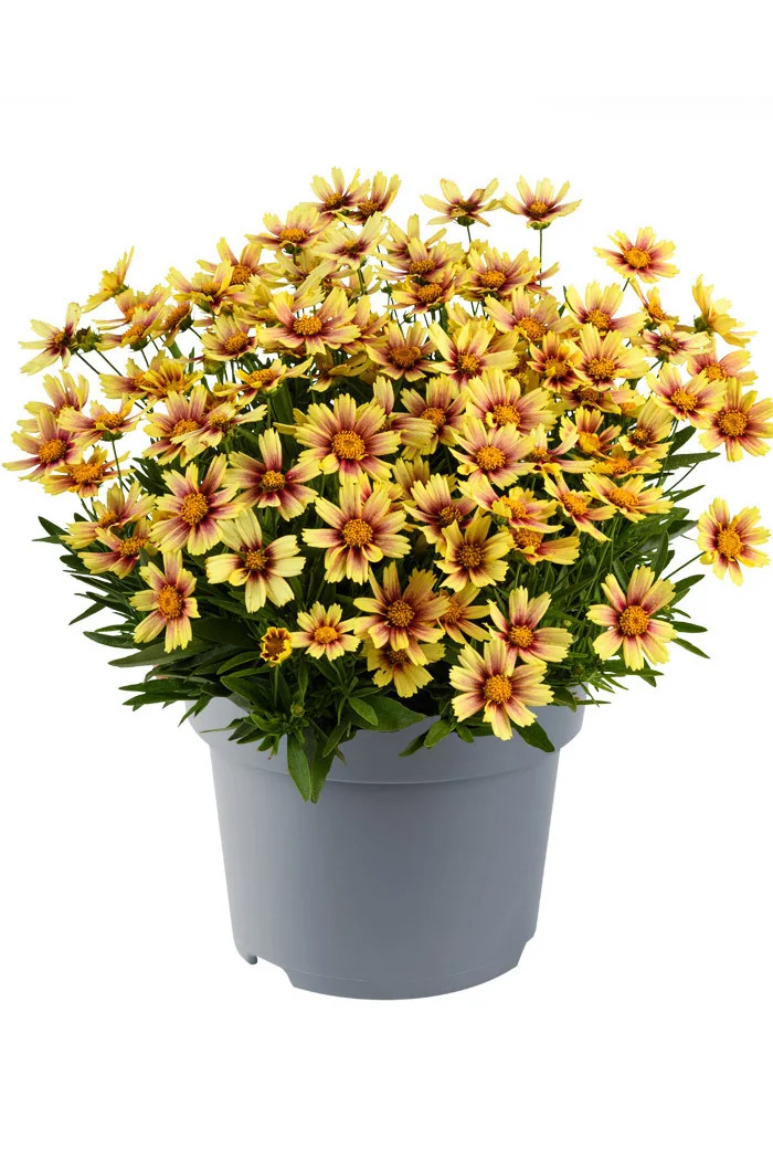 Nachyłek wielkokwiatowy 'Solanna Sunset Burst' | Coreopsis grandiflora