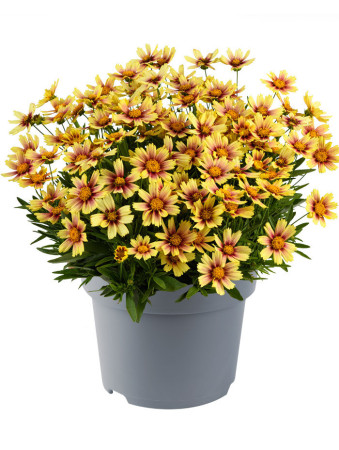 Nachyłek wielkokwiatowy 'Solanna Sunset Burst' | Coreopsis grandiflora