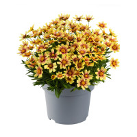 Nachyłek wielkokwiatowy 'Solanna Sunset Burst' | Coreopsis grandiflora