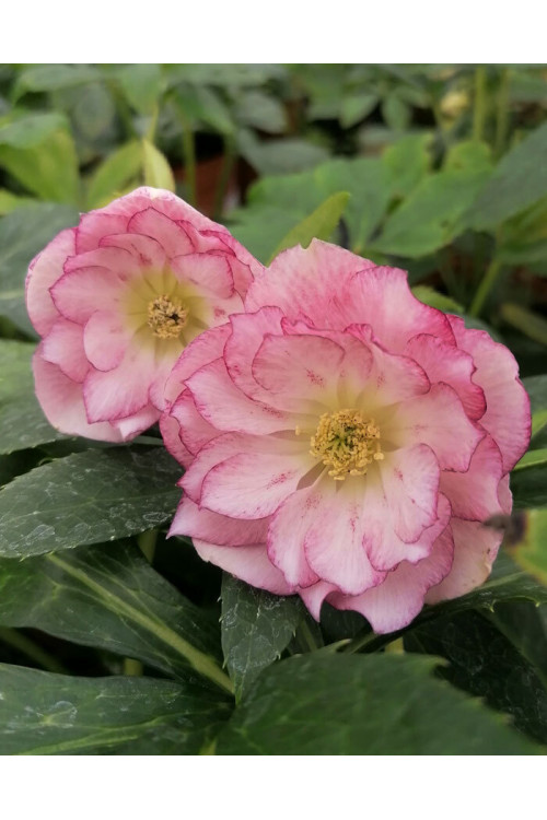 Ciemiernik orientalny 'Double Ellen Picotee' | Helleborus orientalis