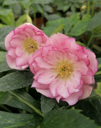 Ciemiernik orientalny 'Double Ellen Picotee' | Helleborus orientalis