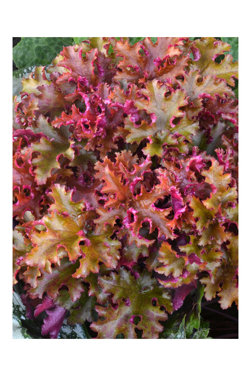 Żurawka 'Zipper' Heuchera