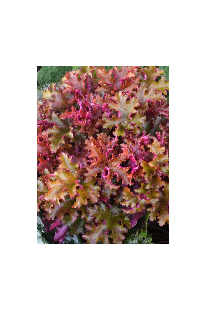 Żurawka 'Zipper' Heuchera