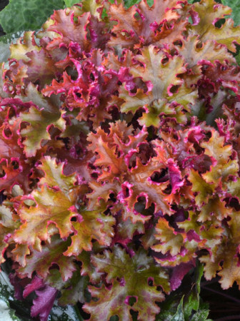 Żurawka 'Zipper' Heuchera