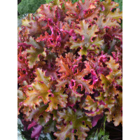 Żurawka 'Zipper' Heuchera