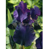 Irys, kosaciec, irys niski, irys bródkowy, irys barbata, irys Night Owl, niebieski irys, fioletowy irys, sadzonki irysów, sadzon