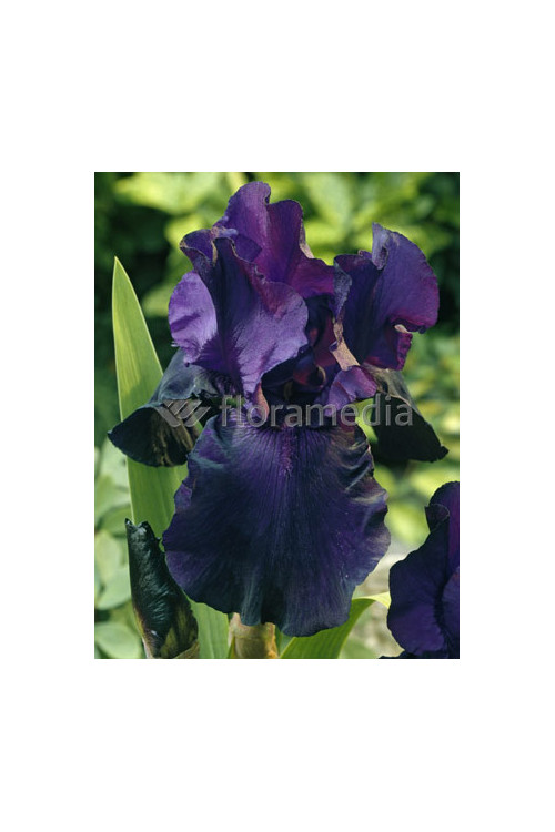 Irys, kosaciec, irys niski, irys bródkowy, irys barbata, irys Night Owl, niebieski irys, fioletowy irys, sadzonki irysów, sadzon