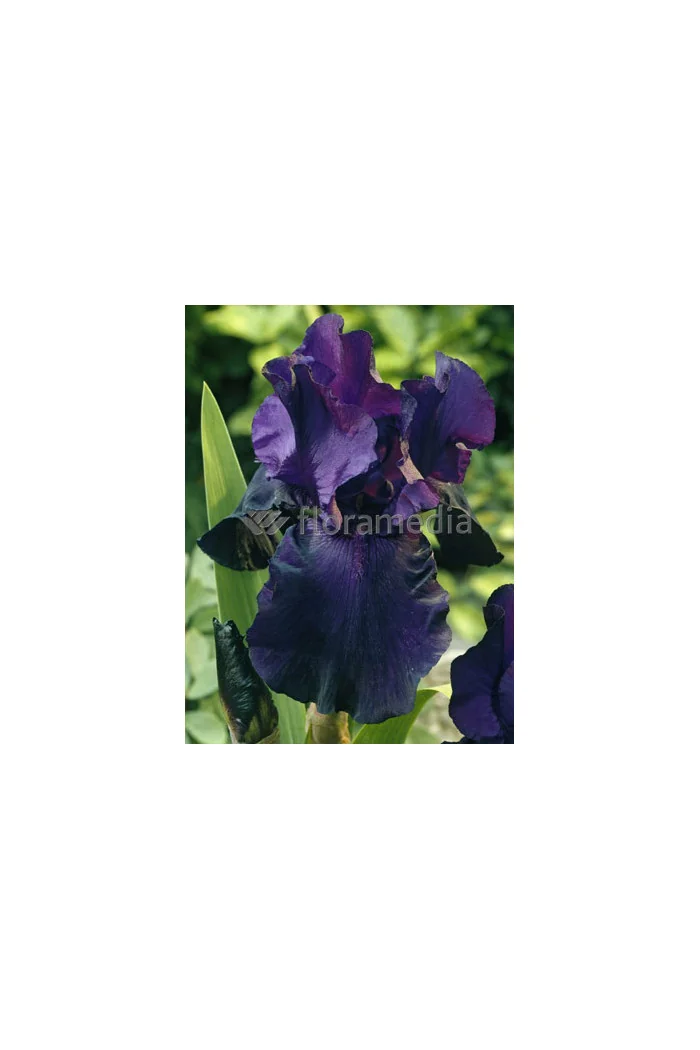 Irys, kosaciec, irys niski, irys bródkowy, irys barbata, irys Night Owl, niebieski irys, fioletowy irys, sadzonki irysów, sadzon