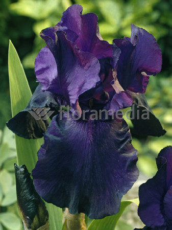 Irys, kosaciec, irys niski, irys bródkowy, irys barbata, irys Night Owl, niebieski irys, fioletowy irys, sadzonki irysów, sadzon