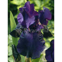 Irys, kosaciec, irys niski, irys bródkowy, irys barbata, irys Night Owl, niebieski irys, fioletowy irys, sadzonki irysów, sadzon