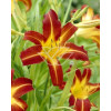 Liliowiec 'Sammy Russel' | Hemerocallis
