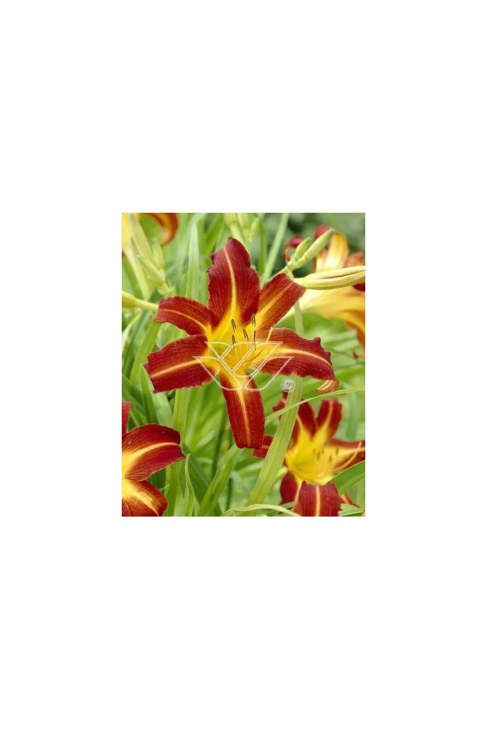 Liliowiec 'Sammy Russel' | Hemerocallis