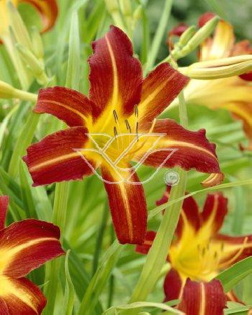 Liliowiec 'Sammy Russel' | Hemerocallis