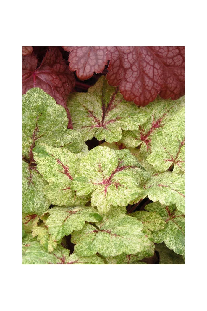 tiarella