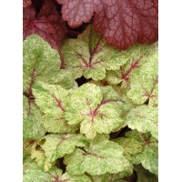 tiarella