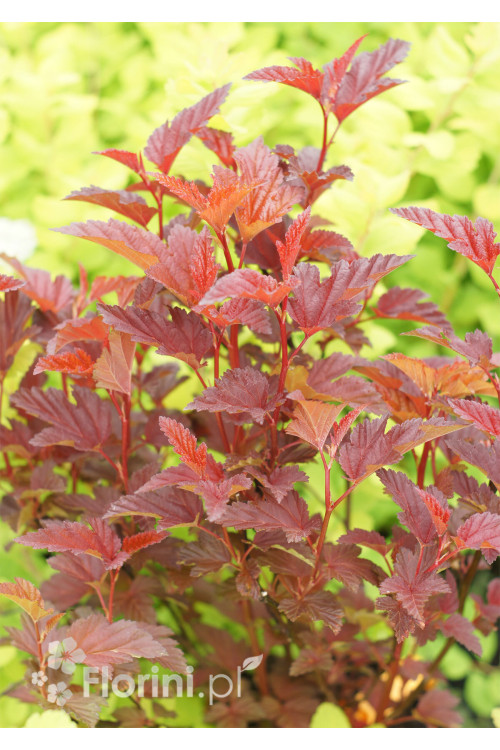 Pęcherznica kalinolistna 'Little Angel' | Physocarpus opulifolius