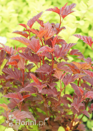 Pęcherznica kalinolistna 'Little Angel' | Physocarpus opulifolius