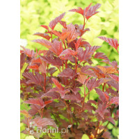 Pęcherznica kalinolistna 'Little Angel' | Physocarpus opulifolius