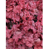 Żurawka 'Grape Soda' | Heuchera