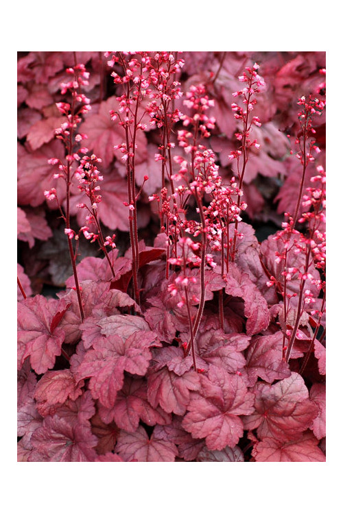 Żurawka 'Grape Soda' | Heuchera