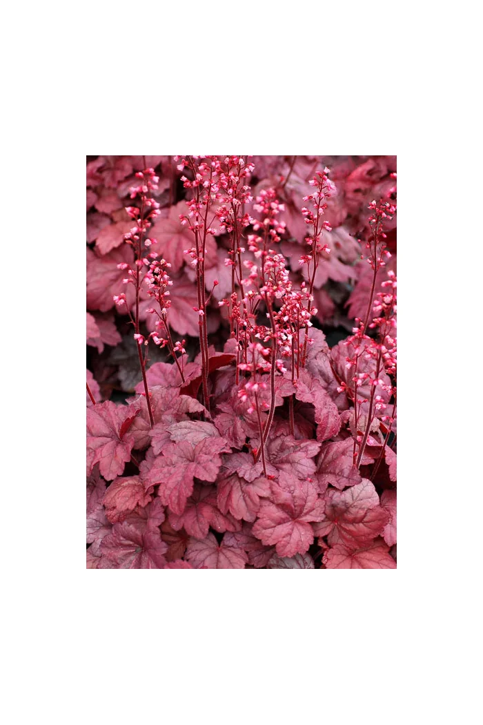 Żurawka 'Grape Soda' | Heuchera