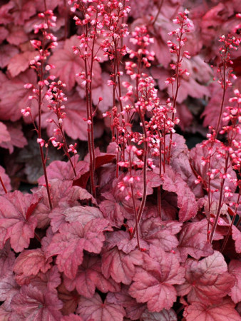Żurawka 'Grape Soda' | Heuchera