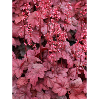 Żurawka 'Grape Soda' | Heuchera
