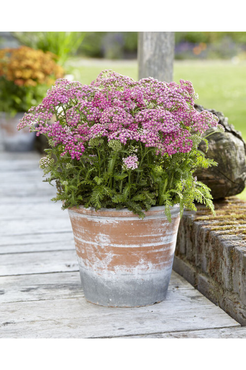 Krwawnik pospolity 'Milly Rock Rose' | Achillea millefolium