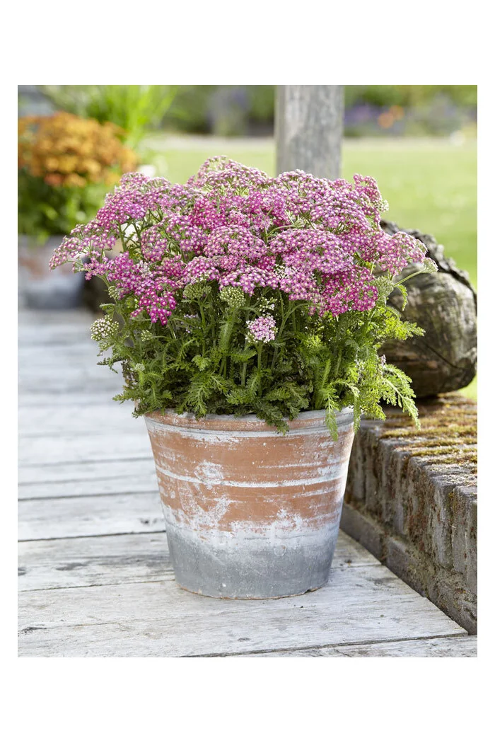 Krwawnik pospolity 'Milly Rock Rose' | Achillea millefolium