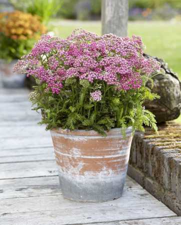 Krwawnik pospolity 'Milly Rock Rose' | Achillea millefolium