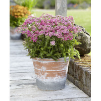 Krwawnik pospolity 'Milly Rock Rose' | Achillea millefolium