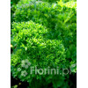 Pietruszka Petroselinum crispum 'Smaragd'