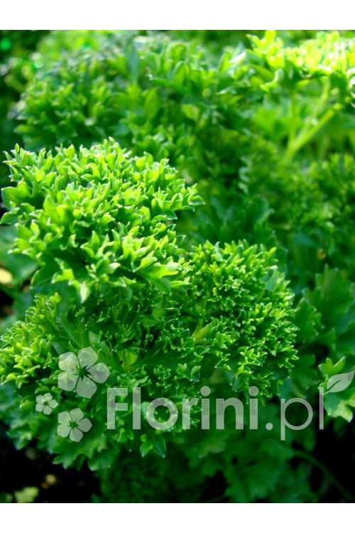 Pietruszka Petroselinum crispum 'Smaragd'