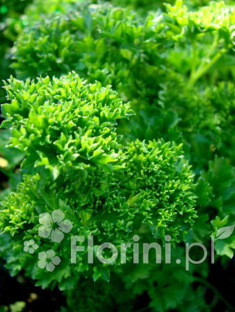 Pietruszka Petroselinum crispum 'Smaragd'