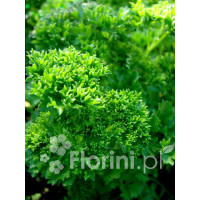 Pietruszka Petroselinum crispum 'Smaragd'
