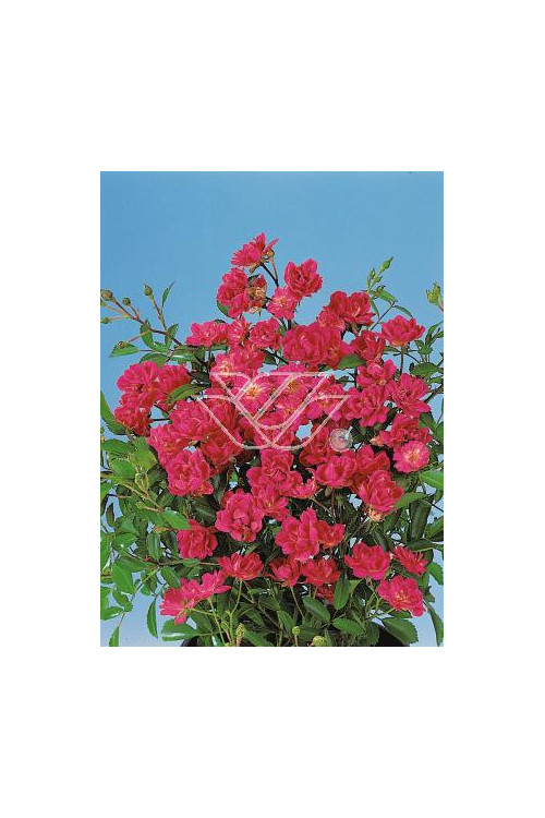 Róża 'Orange The Fairy' | Rosa